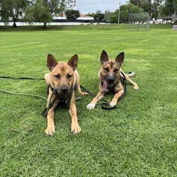 Elevated Canine Academy - After training pics - Pet Training Near Me Elevated Canine Academy - After training pics - Pet Training Near Me