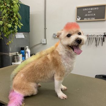Grooming By Jessica - Pet Groomers Near Me - San Mateo, California Grooming By Jessica - Pet Groomers Near Me - San Mateo, California