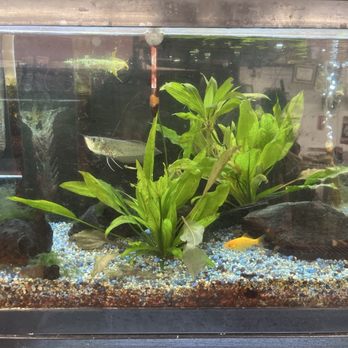 Chris' Tropical Treasures - Fish tank - Pet Stores Near Me - Northlake, Illinois Chris' Tropical Treasures - Fish tank - Pet Stores Near Me - Northlake, Illinois