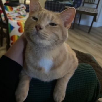 The Comforted Kitty - Pet Sitting Near Me The Comforted Kitty - Pet Sitting Near Me