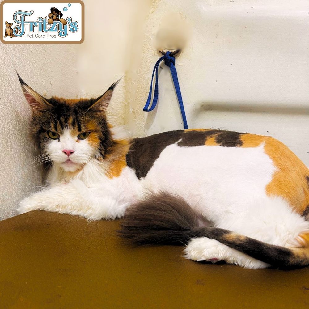 FRITZY’S PET CARE PROS Updated July 2024 23 Photos & 12 Reviews