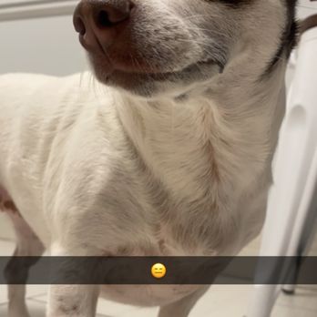 ARCHVET Emergency Hospital - After throwing up Halloween chocolate she got into - Veterinarians Near Me - San Jose, California ARCHVET Emergency Hospital - After throwing up Halloween chocolate she got into - Veterinarians Near Me - San Jose, California