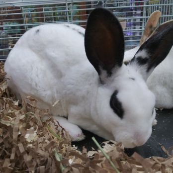 Just Pets - Pet Stores Near Me - Irving, New York