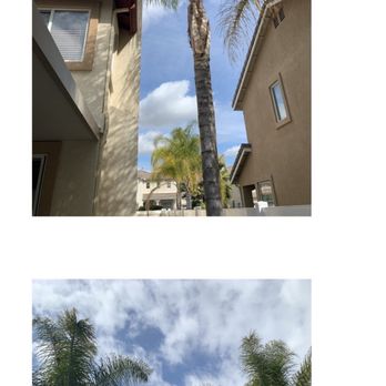 Tree Root Solutions - Palm Trees...Before - Tree Services Near Me Tree Root Solutions - Palm Trees...Before - Tree Services Near Me