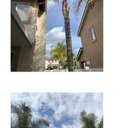 Tree Root Solutions - Palm Trees...Before