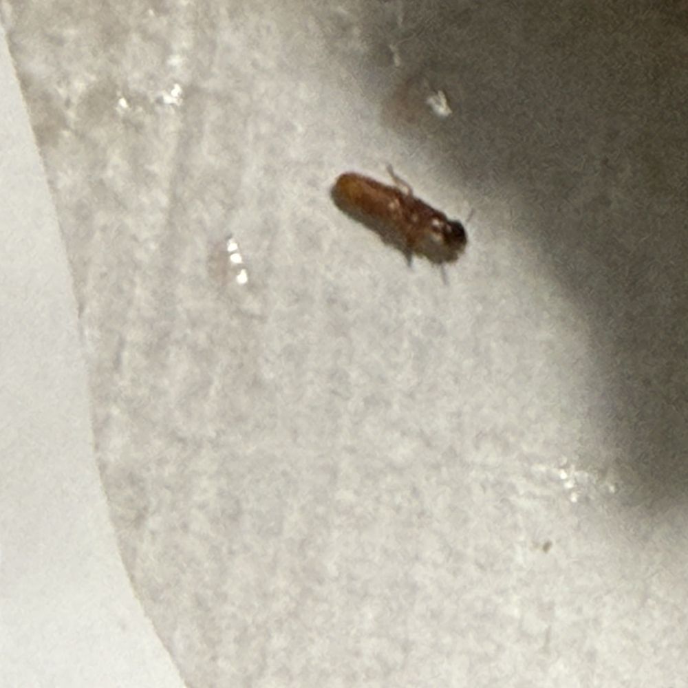 Chick-fil-A - Cockroach Nymph found in my sandwich container yesterday. - Fast Food Near Me - Montgomery, Alabama Chick-fil-A - Cockroach Nymph found in my sandwich container yesterday. - Fast Food Near Me - Montgomery, Alabama