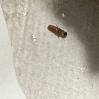 Chick-fil-A - Cockroach Nymph found in my sandwich container yesterday. - Fast Food Near Me - Montgomery, Alabama