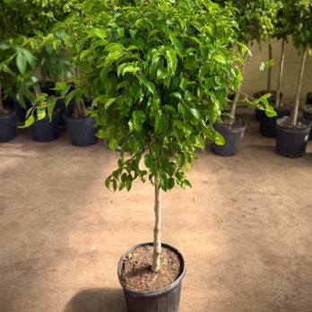 Angel Plants - Ficus benjamina - Nurseries & Gardening Near Me - Dix Hills, New York Angel Plants - Ficus benjamina - Nurseries & Gardening Near Me - Dix Hills, New York