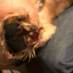 RK Dog and Cat grooming