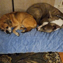 Huffard Animal Hospital - My pups!