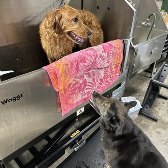 Fur Seasons Dog Spa - Pet Groomers Near Me - Costa Mesa, California