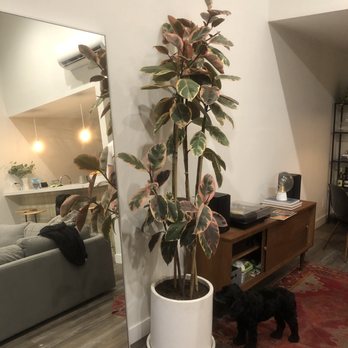 Rainbow - 7' Ruby Rubber Tree - Nurseries & Gardening Near Me - Rosemead, California Rainbow - 7' Ruby Rubber Tree - Nurseries & Gardening Near Me - Rosemead, California
