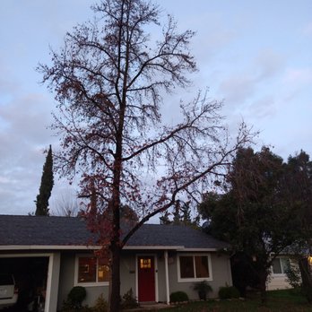 Mercado Tree Service - Tree Services Near Me Mercado Tree Service - Tree Services Near Me