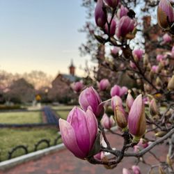 Smithsonian Gardens - Pink saucer magnolias