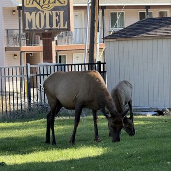 Yellowstone River Motel - Great motel to see Elk up close - Hotels Near Me - Gardiner, Montana Yellowstone River Motel - Great motel to see Elk up close - Hotels Near Me - Gardiner, Montana