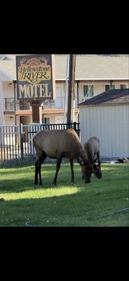 Yellowstone River Motel by null