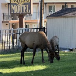 Yellowstone River Motel - Great motel to see Elk up close