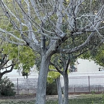 Pioneer Park - Pioneer Park Las Vegas, NV April 2026 - Parks Near Me - Las Vegas, Nevada Pioneer Park - Pioneer Park Las Vegas, NV April 2026 - Parks Near Me - Las Vegas, Nevada