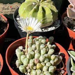 Pomona Farmers Market - 11/9/24 So simple yet beautiful
