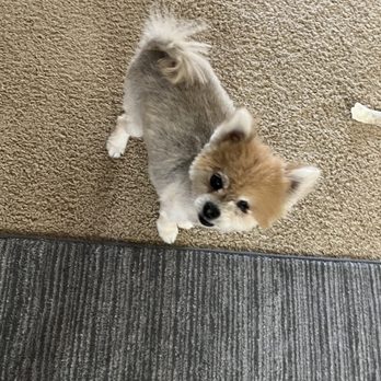 Fluffy Butt Cuts - Pet Groomers Near Me Fluffy Butt Cuts - Pet Groomers Near Me