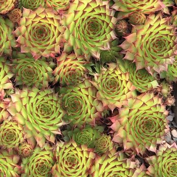 Royal Botanic Garden Edinburgh - Botanical Gardens Near Me - Edinburgh, EDH