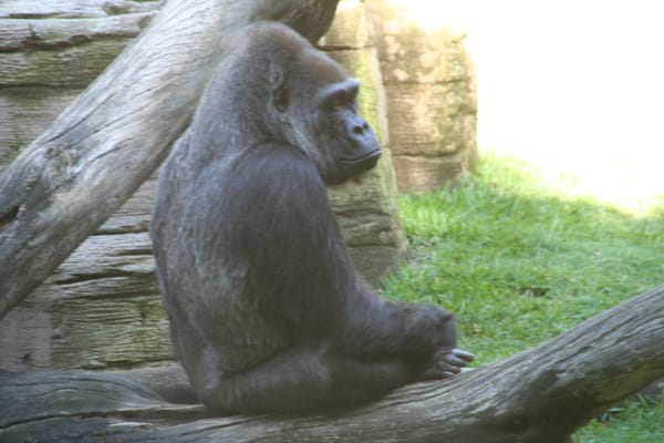 Bioparc Fuengirola by null