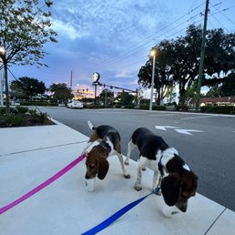 Puppuccino time! Puppuccino time!