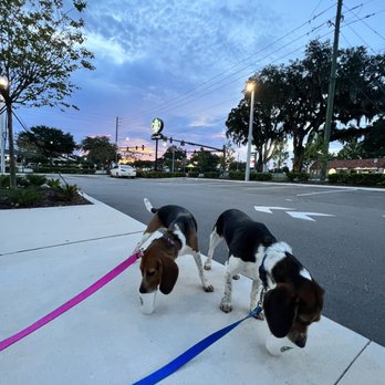 Starbucks - Puppuccino time! - Coffee & Tea Near Me - Jacksonville, Florida Starbucks - Puppuccino time! - Coffee & Tea Near Me - Jacksonville, Florida
