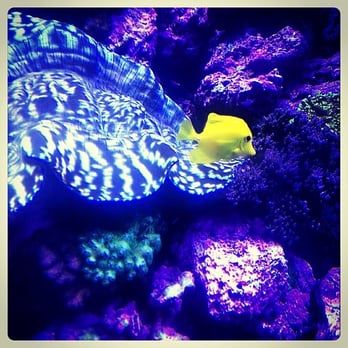 Seattle Aquarium - Aquariums Near Me - Seattle, Washington Seattle Aquarium - Aquariums Near Me - Seattle, Washington