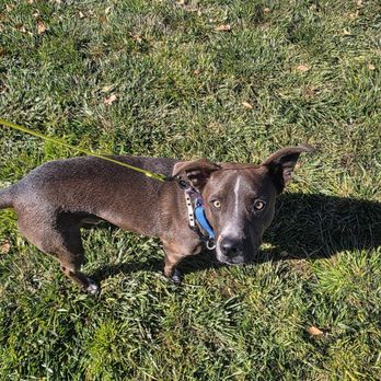 Willow Tree - Pet Training Near Me Willow Tree - Pet Training Near Me