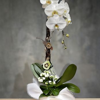 Somerville Orchids - Florists Near Me Somerville Orchids - Florists Near Me