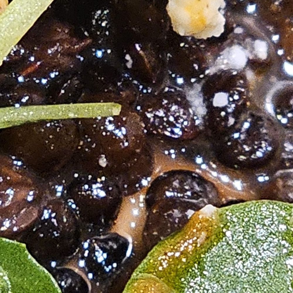 CAVA - Uncooked lentils - Mediterranean Near Me - Scottsdale, Arizona