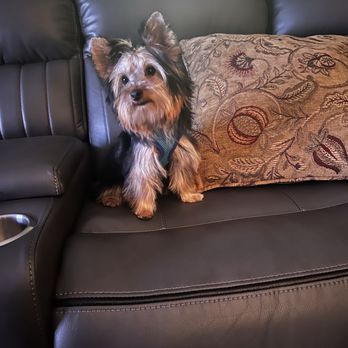 Pickens Paws Pet Salon - Shadow's new look. - Pet Sitting Near Me - Jasper, Georgia Pickens Paws Pet Salon - Shadow's new look. - Pet Sitting Near Me - Jasper, Georgia