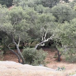 A glimpse of our oak forest after their work A glimpse of our oak forest after their work