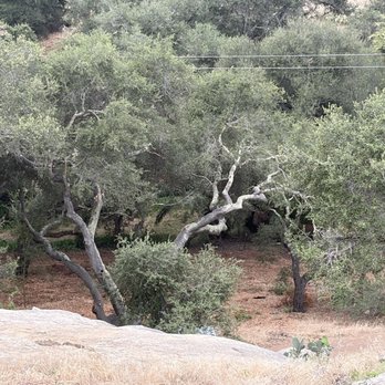 Master Tree Services - A glimpse of our oak forest after their work - Tree Services Near Me Master Tree Services - A glimpse of our oak forest after their work - Tree Services Near Me