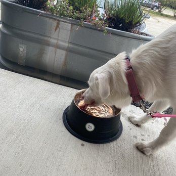 Bean Bar - Dog friendly - water bowls and Leash clips - Coffee & Tea Near Me - Florence, South Carolina Bean Bar - Dog friendly - water bowls and Leash clips - Coffee & Tea Near Me - Florence, South Carolina