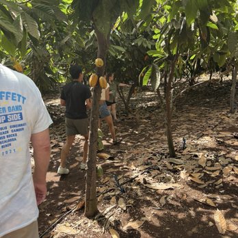 Maui Chocolate Tour - Food Tours Near Me - Lahaina, Hawaii Maui Chocolate Tour - Food Tours Near Me - Lahaina, Hawaii