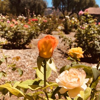 Old Mission Santa Ines - Love their rose garden and especially this orange bloom - Landmarks & Historical Buildings Near Me - Solvang, California