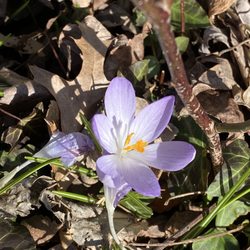 Muttontown Preserve - Crocus
