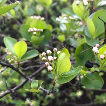Daily Harvest Designs, LLC - Aronia berries - a beautiful and edible landscape plant - Landscaping Near Me Daily Harvest Designs, LLC - Aronia berries - a beautiful and edible landscape plant - Landscaping Near Me