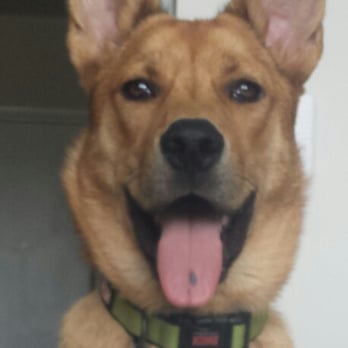 Off Leash K9 Training - Pet Training Near Me - Woodbridge, Virginia