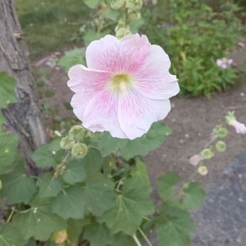 Grey Squirrel Resort & Vacation Rental Homes - Gorgeous flowers and wildlife abound at this location. - Big Bear Lake, CA