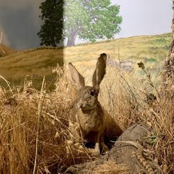 Mount Diablo State Park - Not a real rabbit.