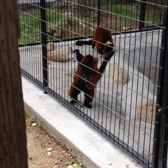 Monterey Zoo - Lemurs - Zoos Near Me - Salinas, California Monterey Zoo - Lemurs - Zoos Near Me - Salinas, California