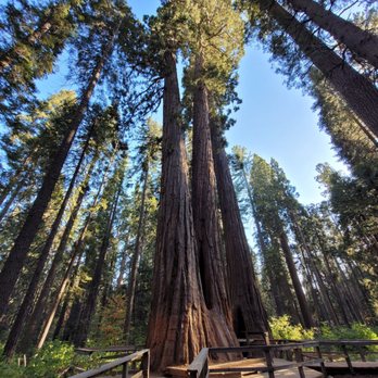 Calaveras Big Trees State Park - Parks Near Me - Arnold, California Calaveras Big Trees State Park - Parks Near Me - Arnold, California