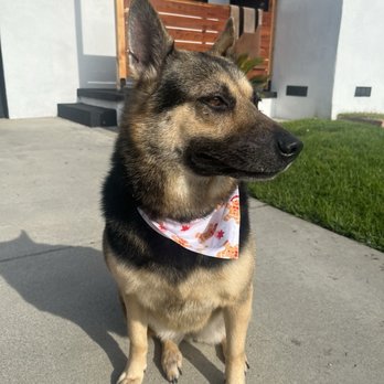 MVP Dog Grooming & Boarding  - Bailey Chunks - Pet Groomers Near Me - Anaheim, California