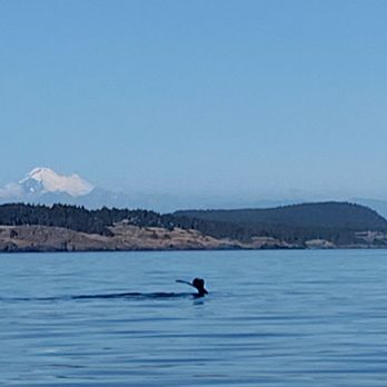 Outer Island Expeditions - Whale tail with Mt Baker in the distance - Fishing Near Me - Anacortes, Washington