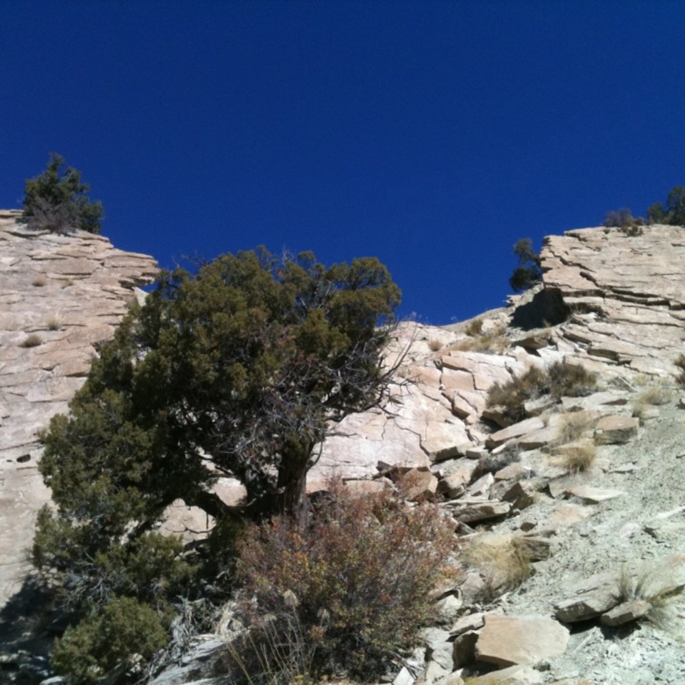 Dinosaur National Monument - Hike near the Quarry. Three dino bones in the wild! - Museums Near Me - Dinosaur, Colorado