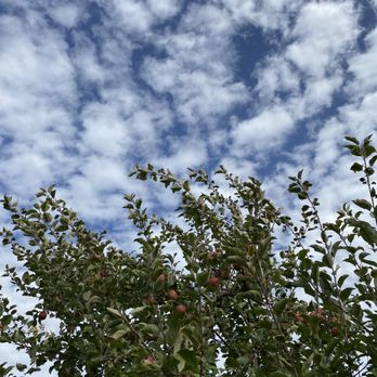 All Seasons Orchard - Pumpkin Patches Near Me - Woodstock, Illinois All Seasons Orchard - Pumpkin Patches Near Me - Woodstock, Illinois