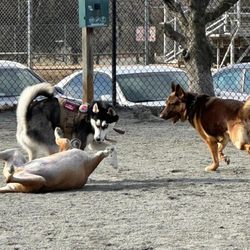Baron Cameron Dog Park - At Baron Cameron Dog Park